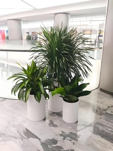 “领略鄞州花木租摆设计，畅享精致绿植布置体验验